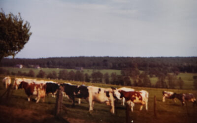 La vallée de la Wartoise – Paysage en été