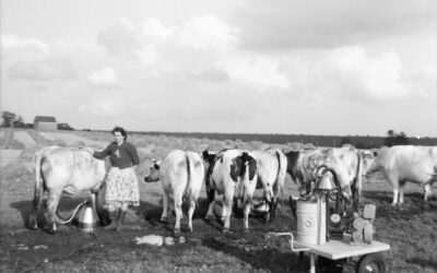La traite en prairie – Le début de la trayeuse à essence